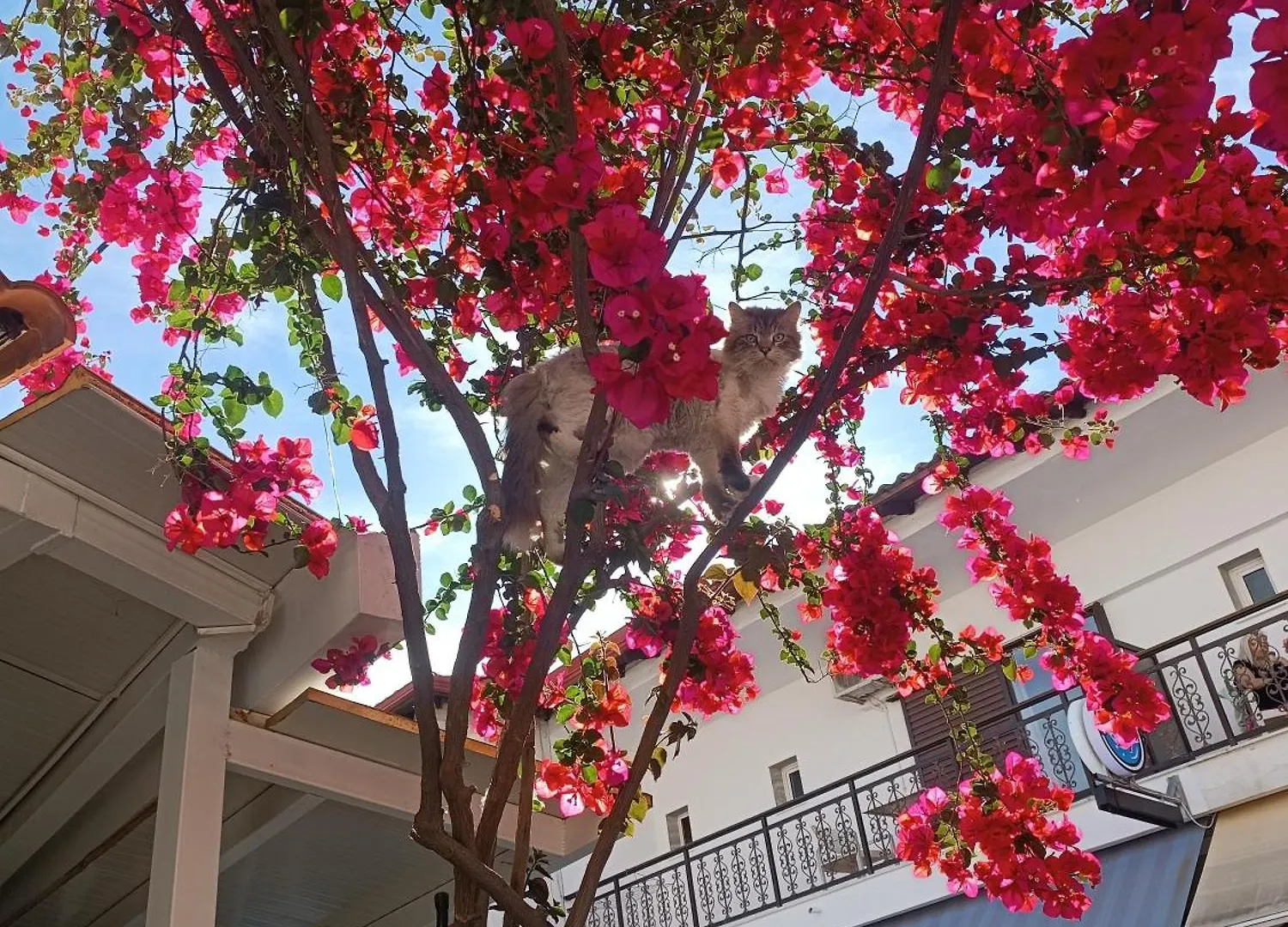 Eliza Studios And Apartments Πευκοχώρι Ελλάδα